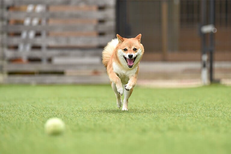 ボールを追いかける犬